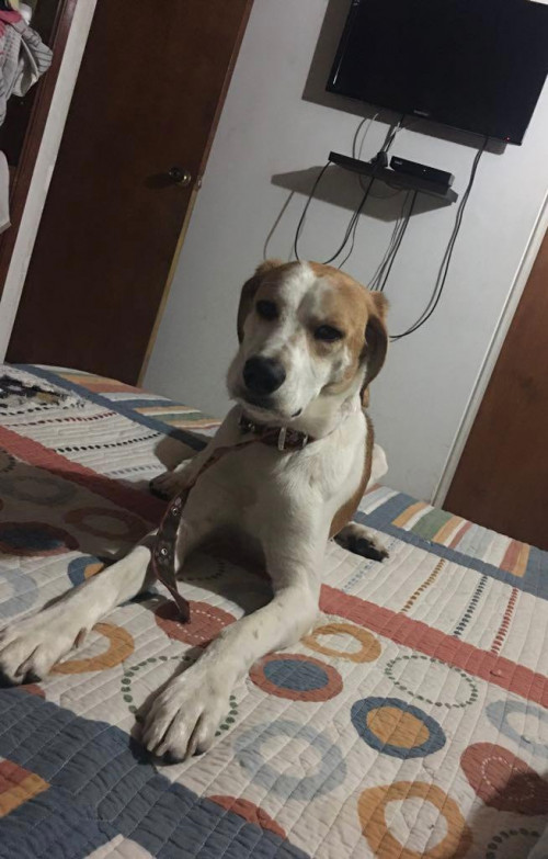 Simón