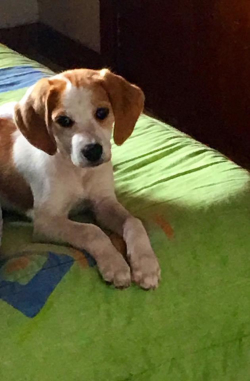 Simón