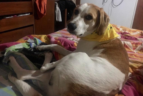 Simón