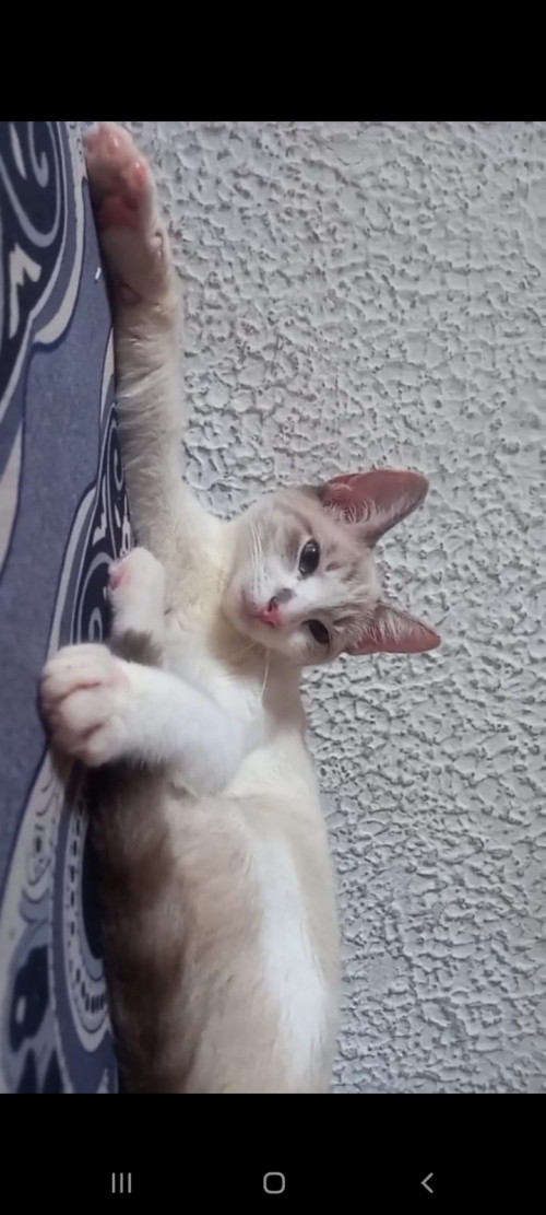 Tony