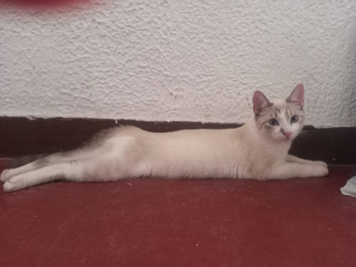 Tony