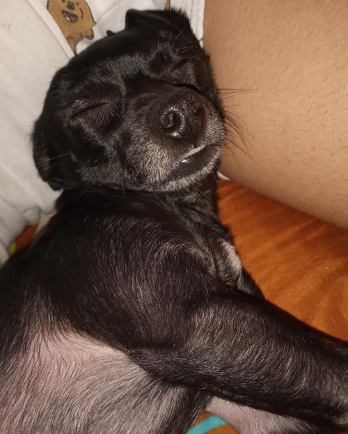 Scooby