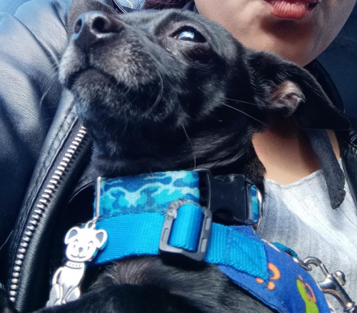 Scooby