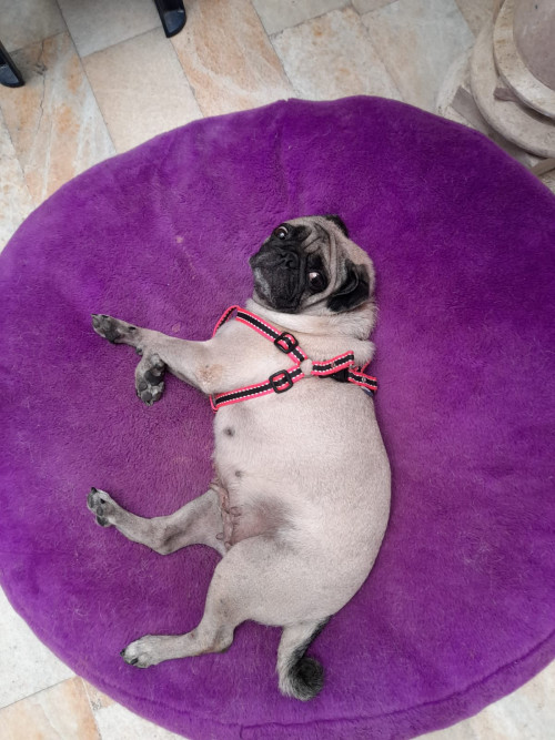 Luna Tatiana 