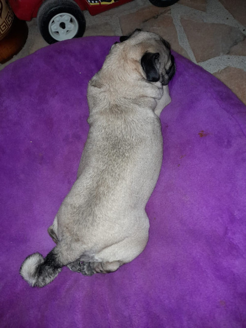 Luna Tatiana 
