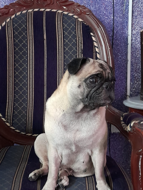 Luna Tatiana 