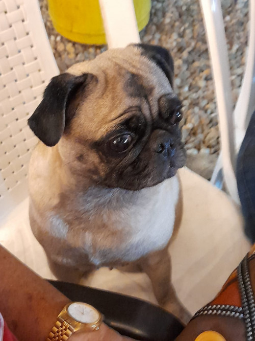 Luna Tatiana 