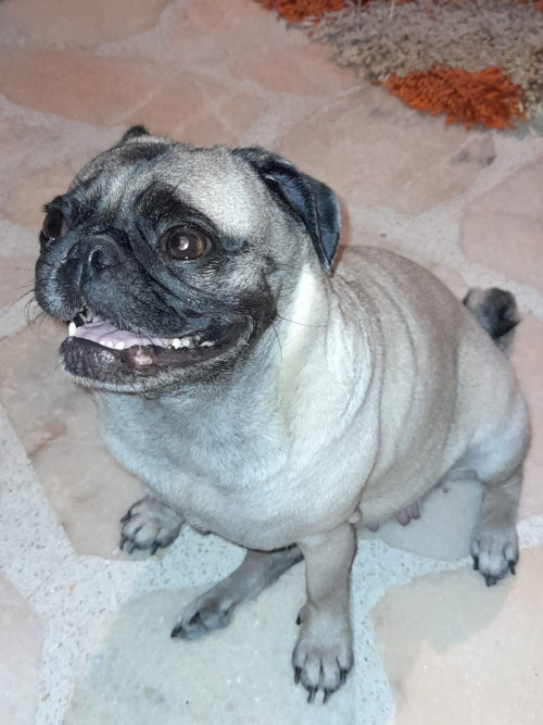 Luna Tatiana 