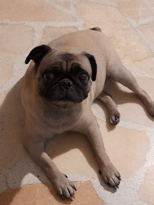 Luna Tatiana 