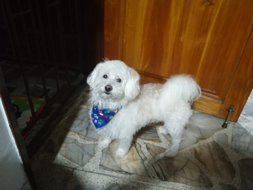 Paco