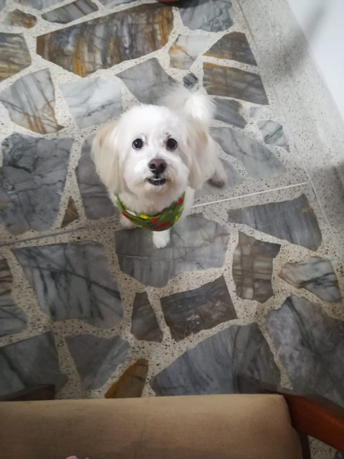 Paco