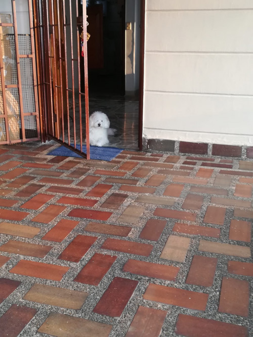 Paco