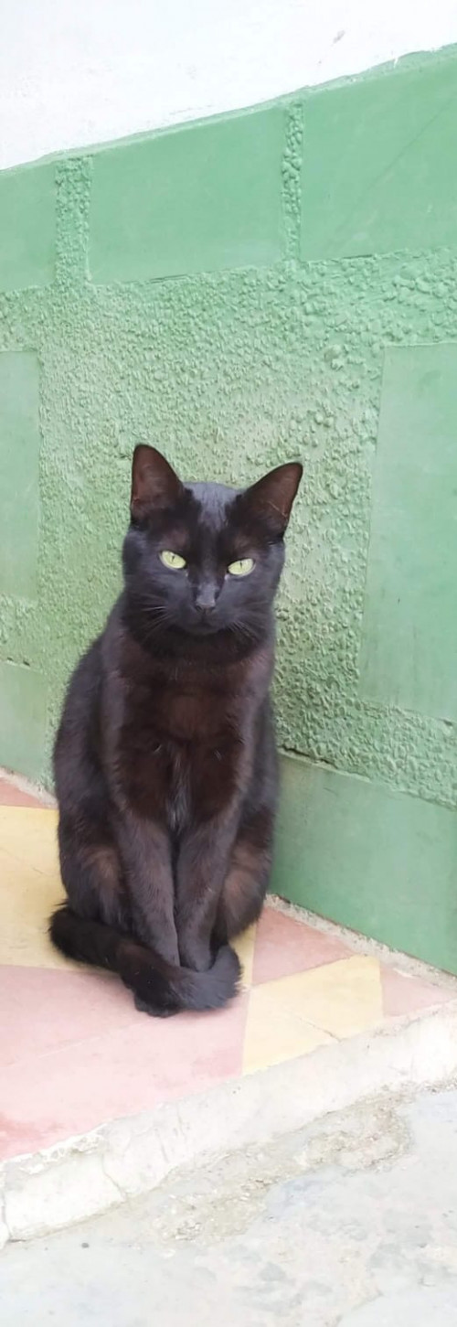  Lulú