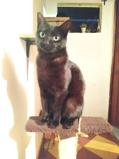  Lulú