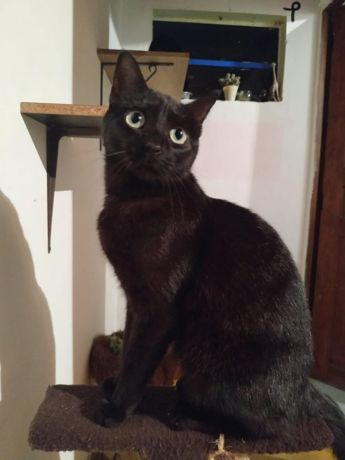  Lulú