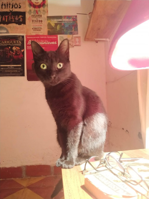  Lulú