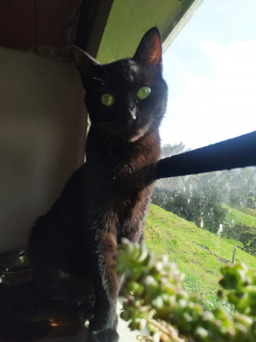  Lulú