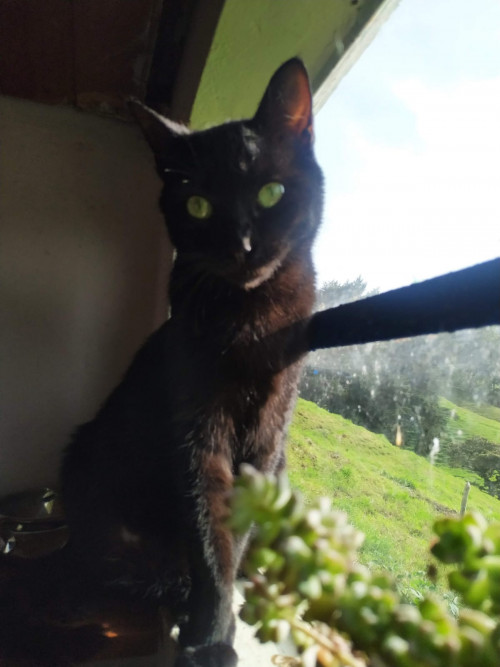  Lulú