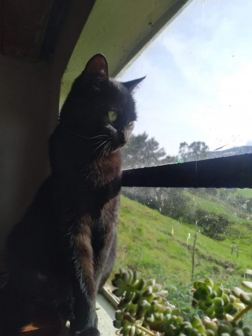  Lulú