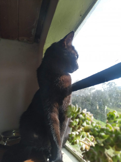  Lulú