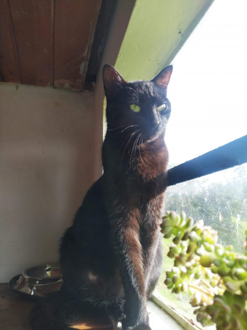  Lulú
