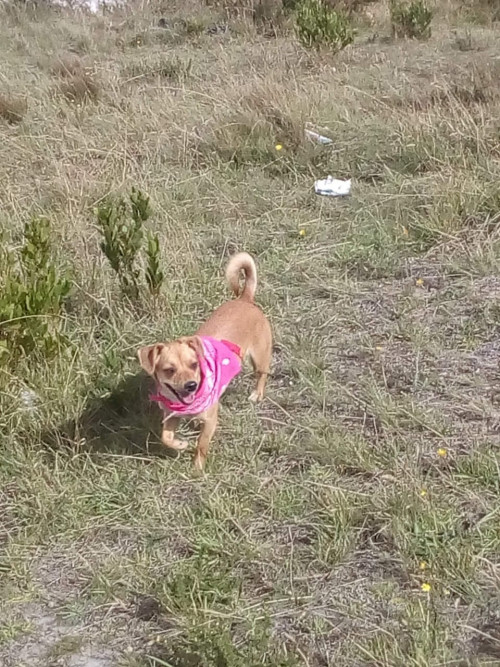 Maru