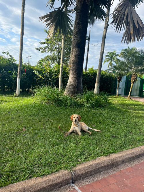 Bailey