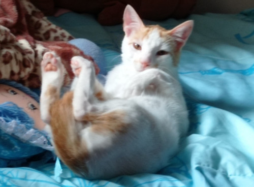 Loki
