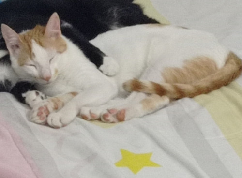 Loki