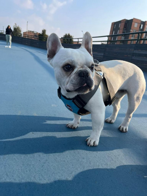 Sam