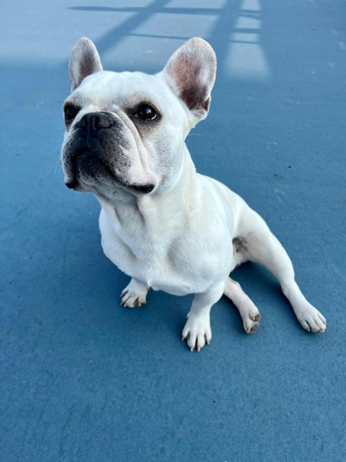 Sam