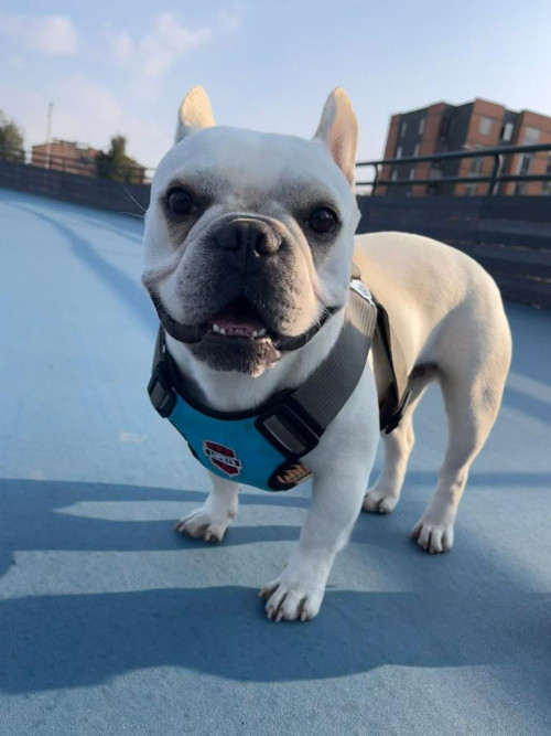 Sam