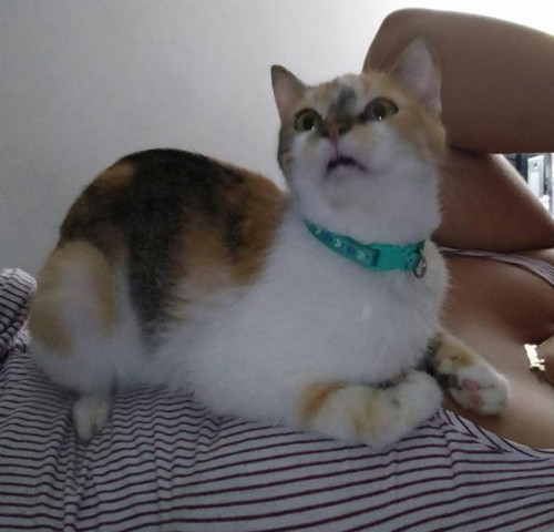 Mona