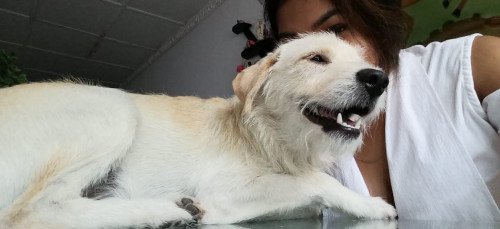 Benji