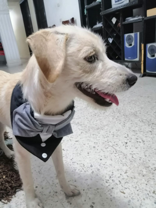 Benji
