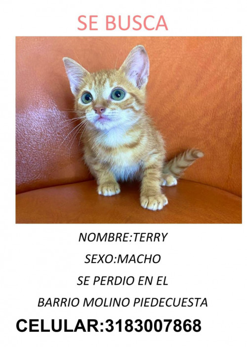 Terry