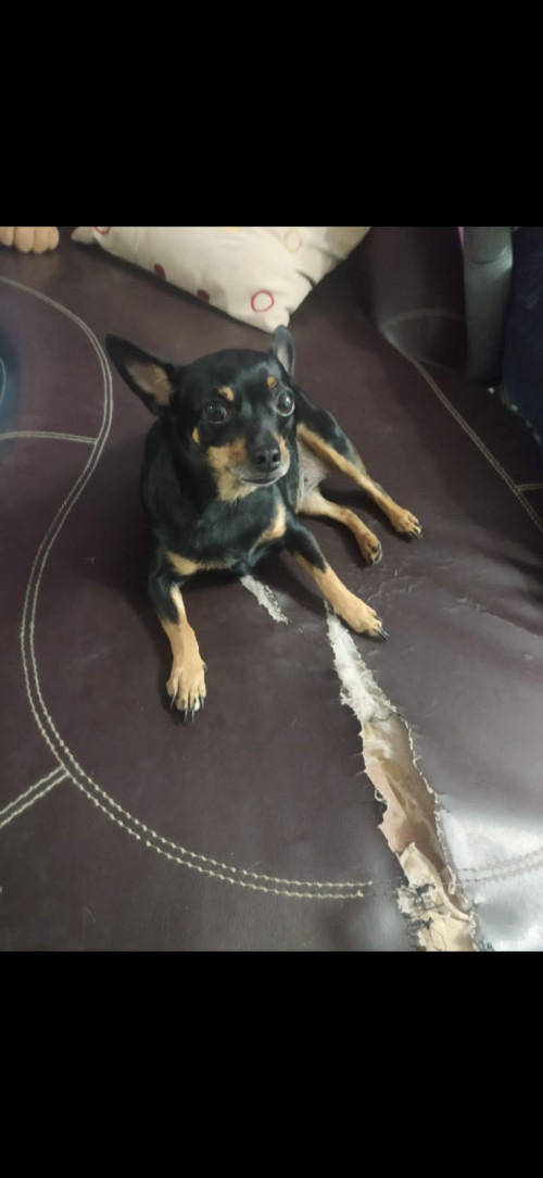 Perla 