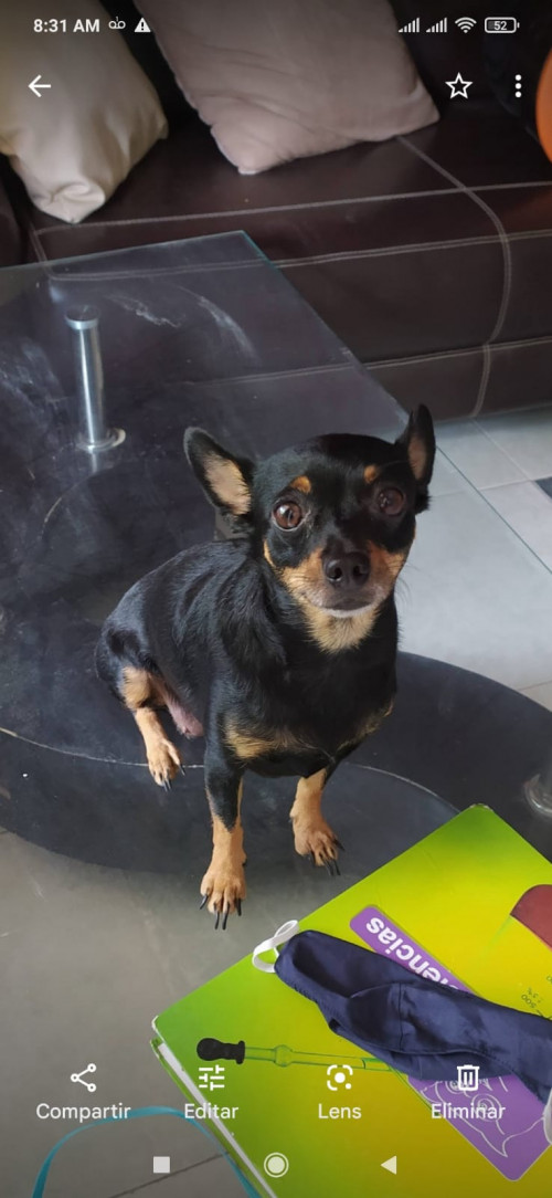 Perla 