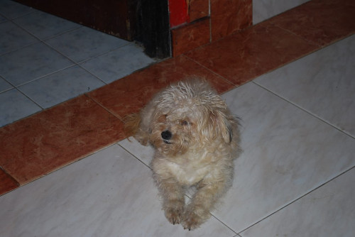Pili