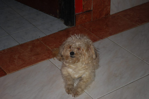 Pili