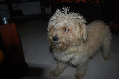 Pili