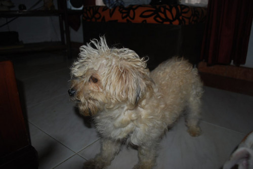 Pili