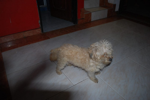 Pili