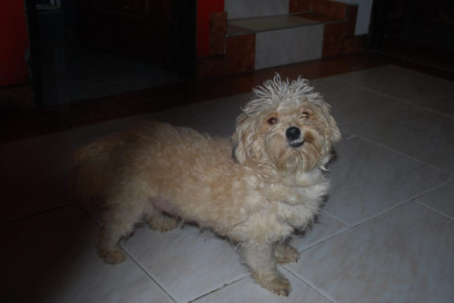 Pili