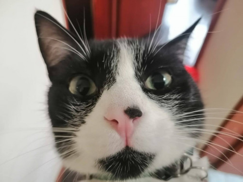 Coco 