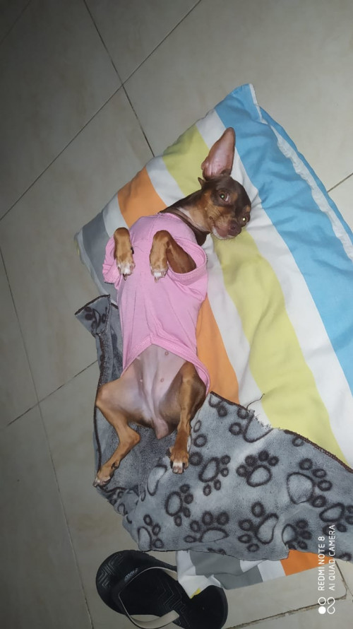 Mía