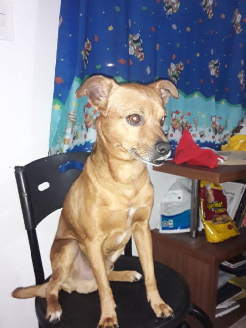 Toby