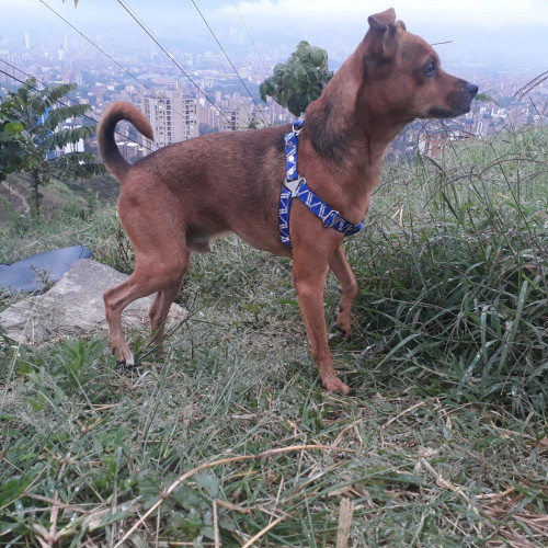 Toby