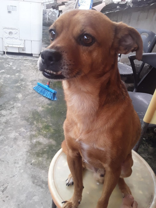 Toby