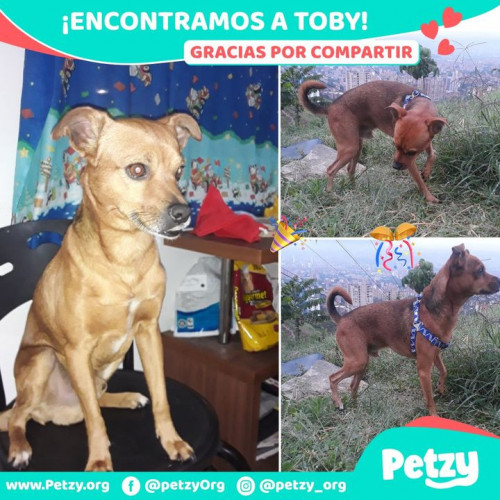Foto de mascota Toby
